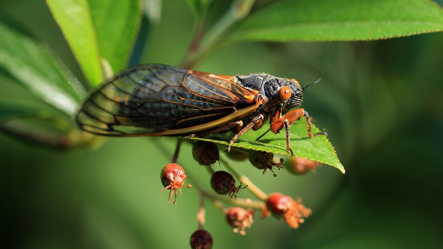 Cicada insect effect on human