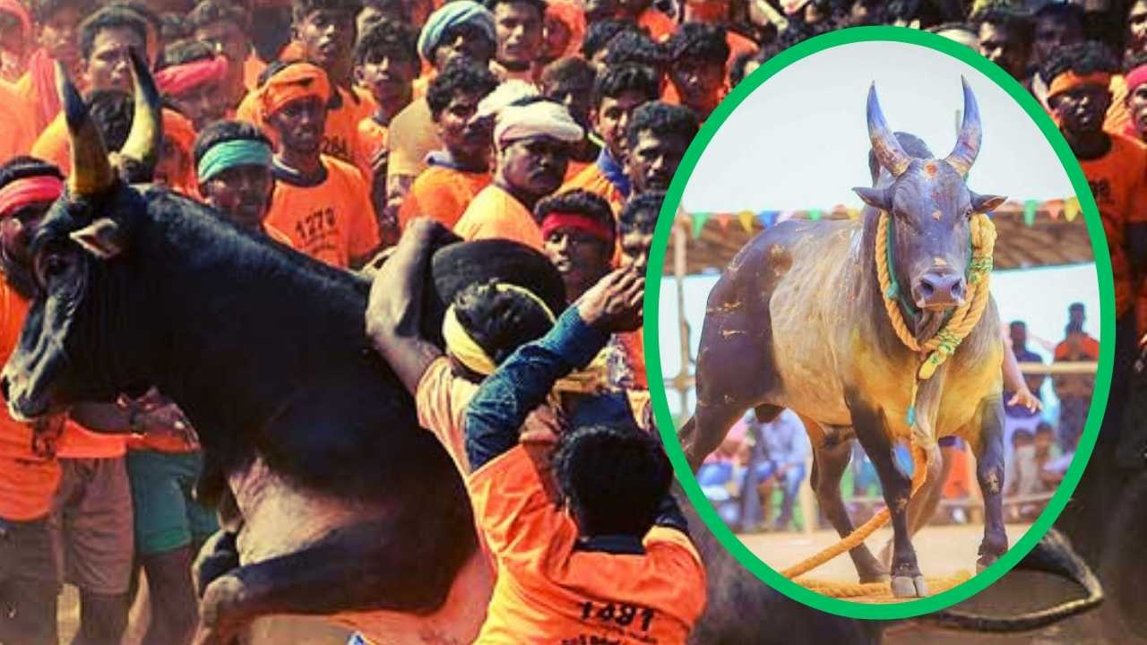 Jallikattu dead 7 people and injured 400.