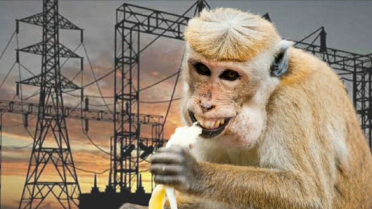 Nationwide power outrage for a monkey in sri lanka