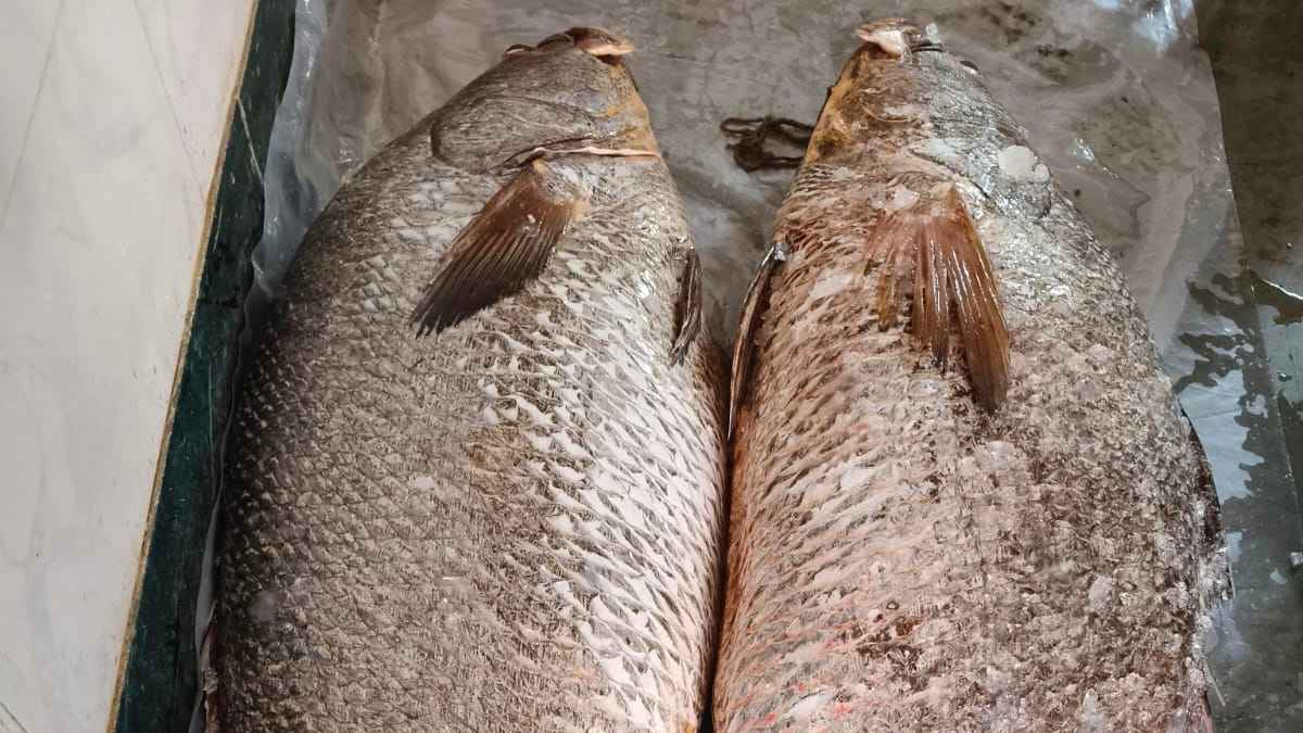 Two fish sold in huge amount from kakdwip.