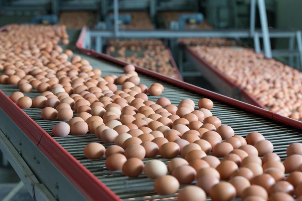 Egg and chicken will not be available from may 