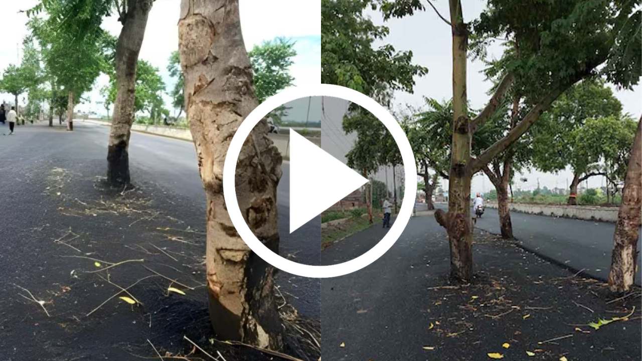 There are trees on the road, viral video.