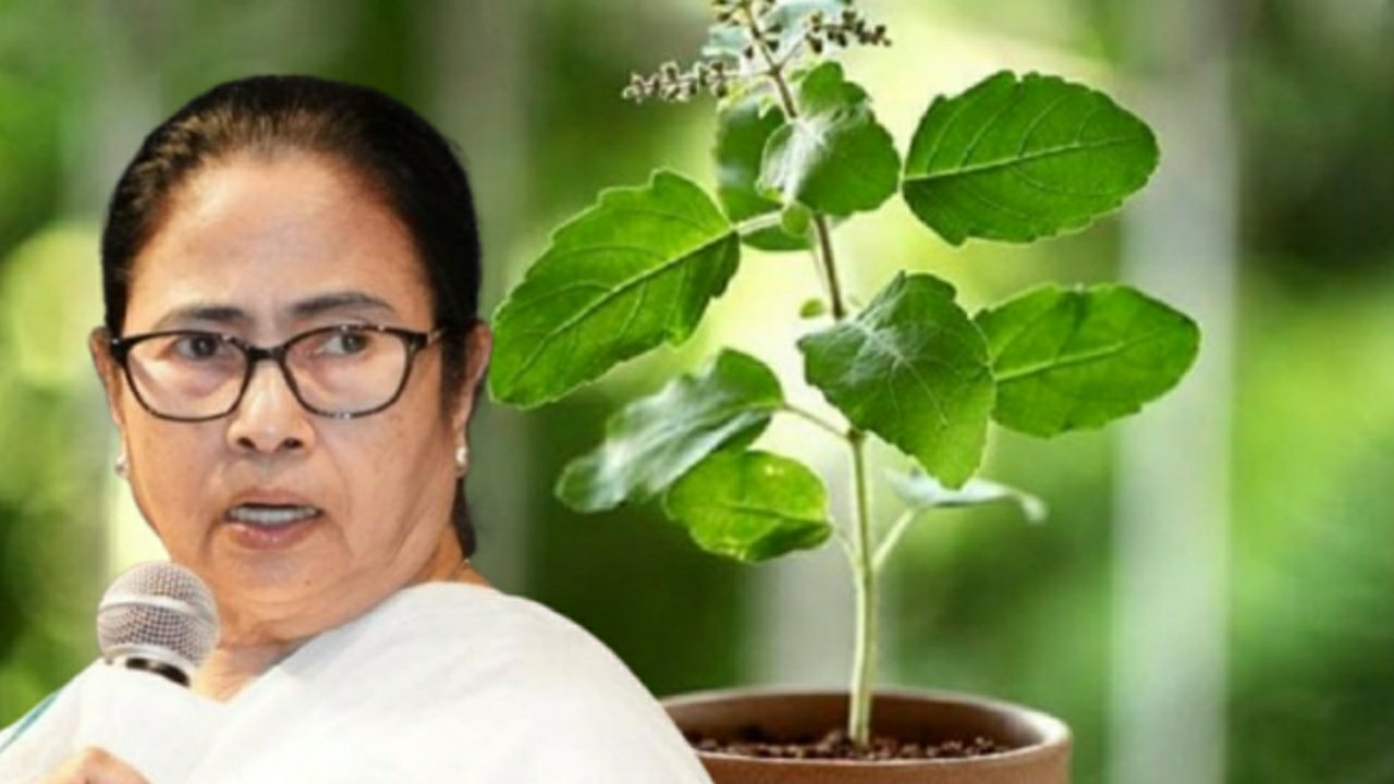 Mamata Banerjee opened up about tulsi plant issue 
