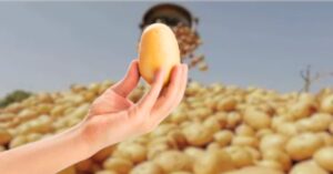 Potato may look similar but they are not real how to know which potato real Potato