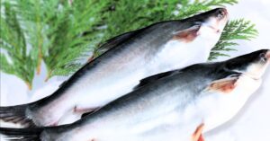Recipe Pangasius Fish is full of nutrients,You will be surprised to know its benefits
