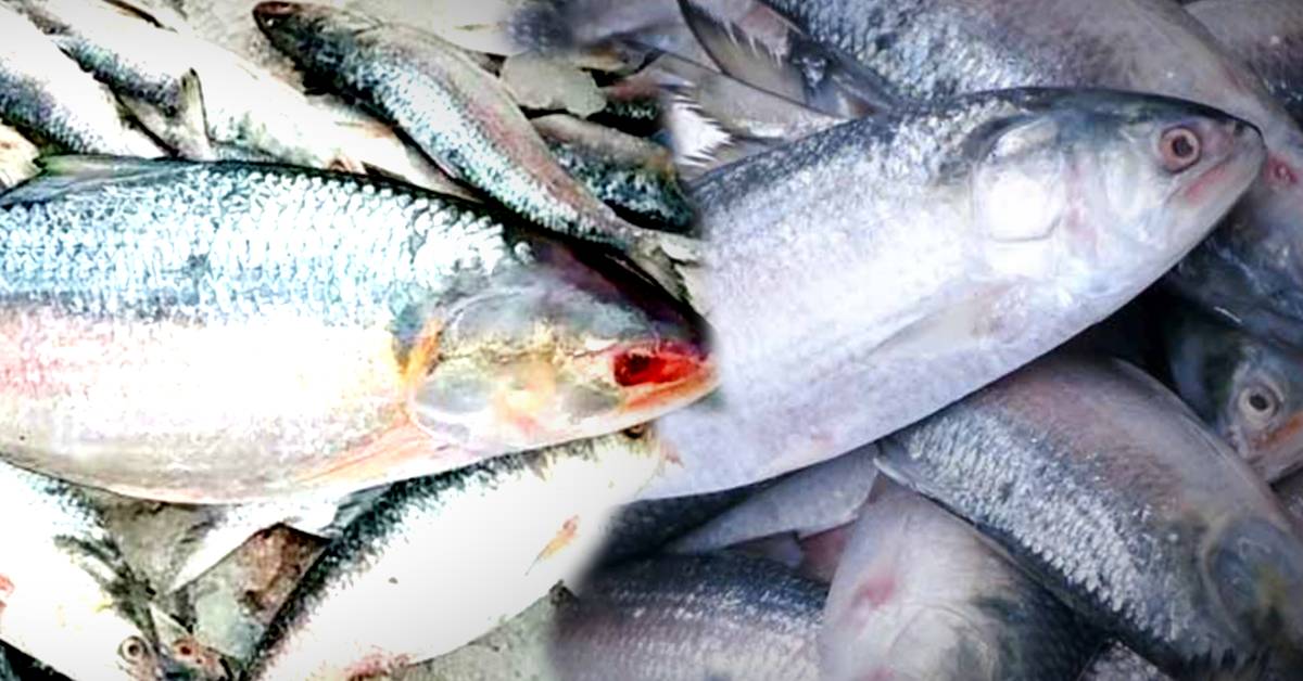 Hilsa Fish from Padma will be available in the country initiative to bring 5000 metric tons of fish