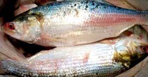 Hilsa Fish from Padma will be available in the country initiative to bring 5000 metric tons of fish