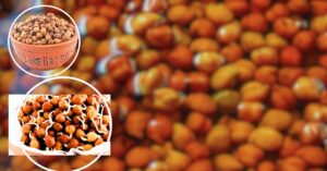 Health Tips Sprouted chana or boiled, what is more healthier