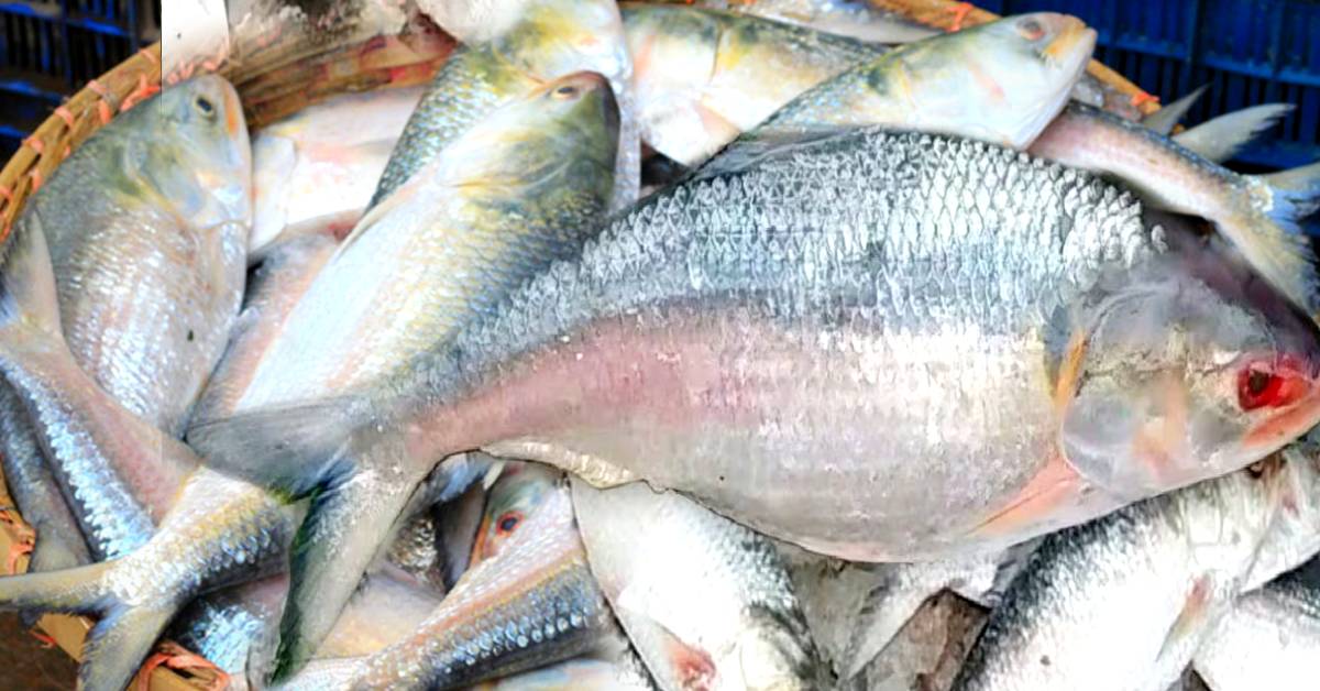 Hilsa Fish buying high prices keep these little tips in mind to get good taste of fish