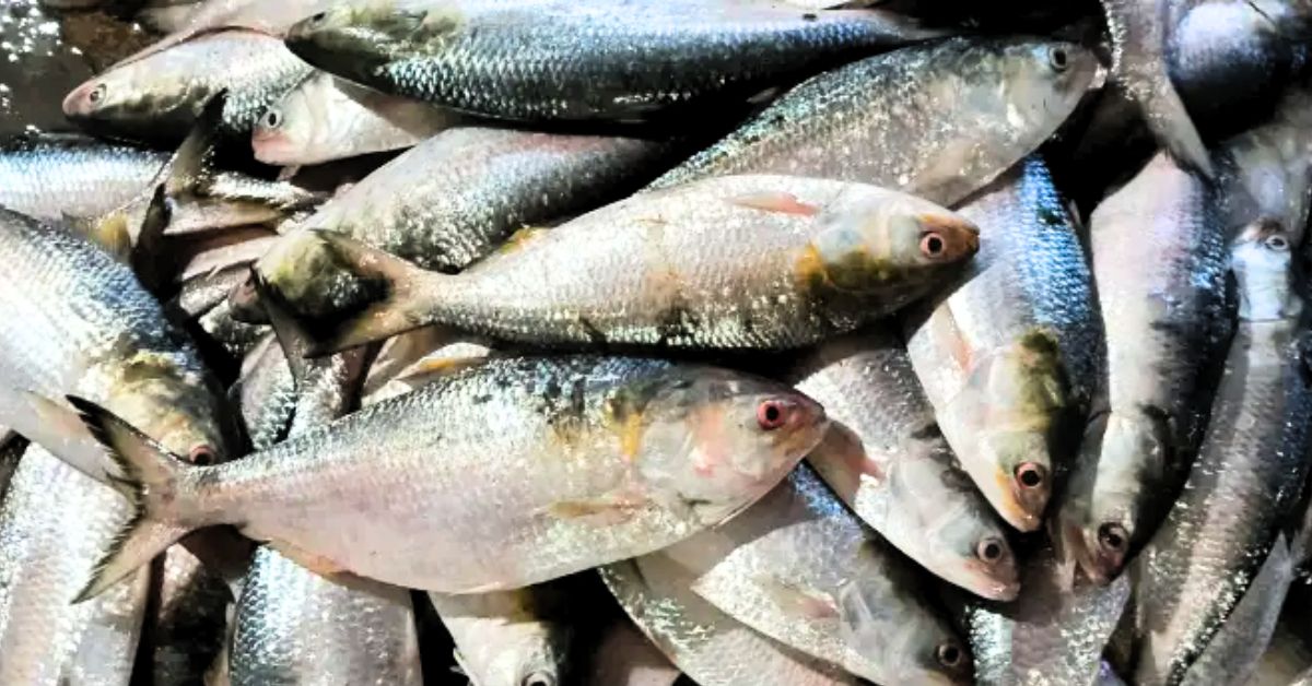 What is special in padma hilsa fish