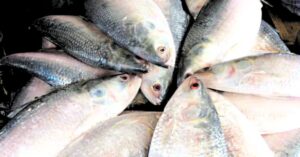 Hilsa Fish is beneficial for the health how to eat this fish to get nutrients