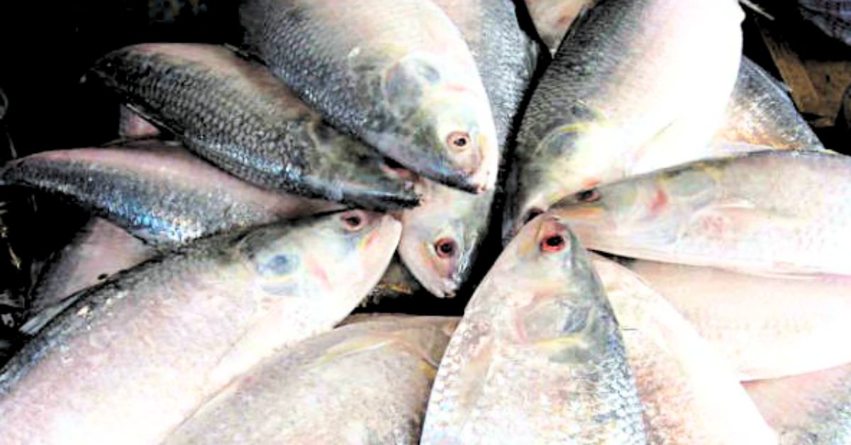 Save hilsa fish campaign in diamond harbor