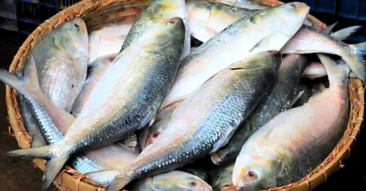 Hilsa Fishunavailable due to weather conditions Bengali foodies disappointed