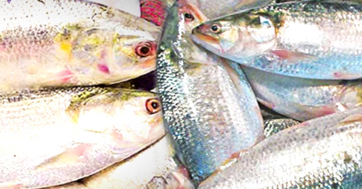 Hilsa now a luxury for the middle class Bangladesh, West Bengal state fish association sent letter to Bangladesh government