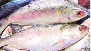 Hilsa Fish is not seen in Rupnarayan river