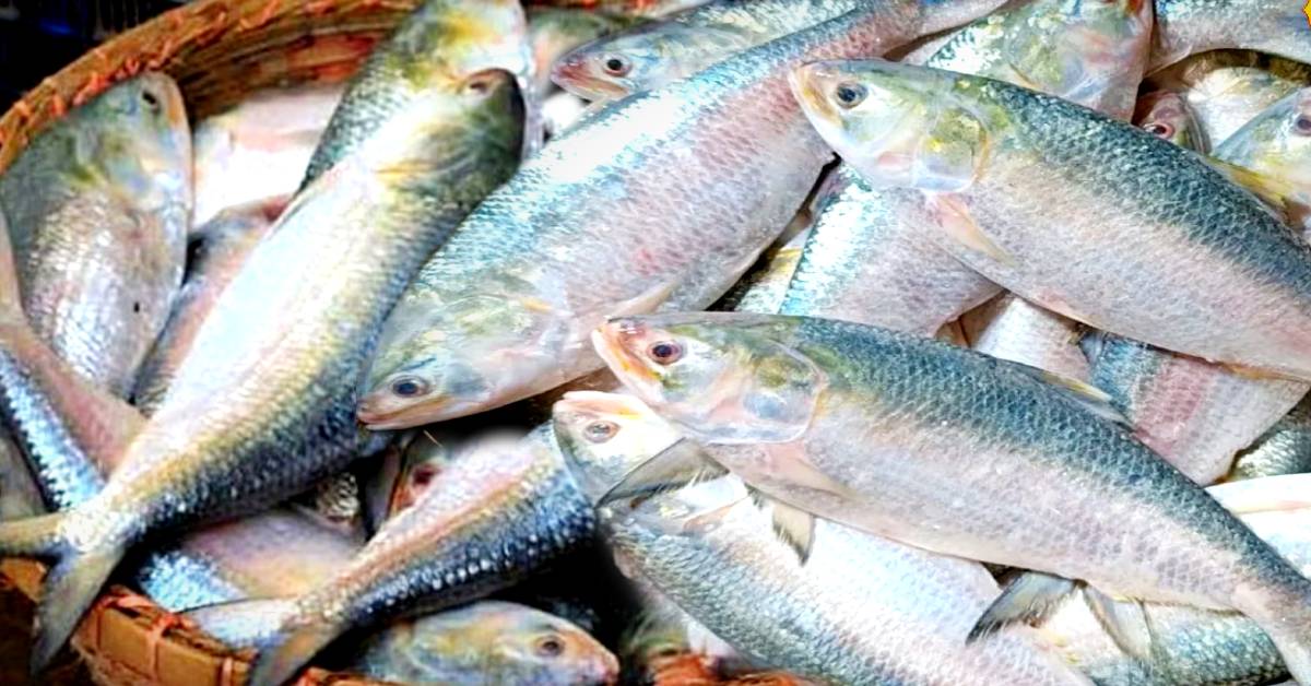 Hilsa Fish shocking prices of in Bengal