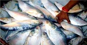 Hilsa now a luxury for the middle class Bangladesh, West Bengal state fish association sent letter to Bangladesh government 