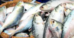 Hilsa Fish is beneficial for the health how to eat this fish to get nutrients
