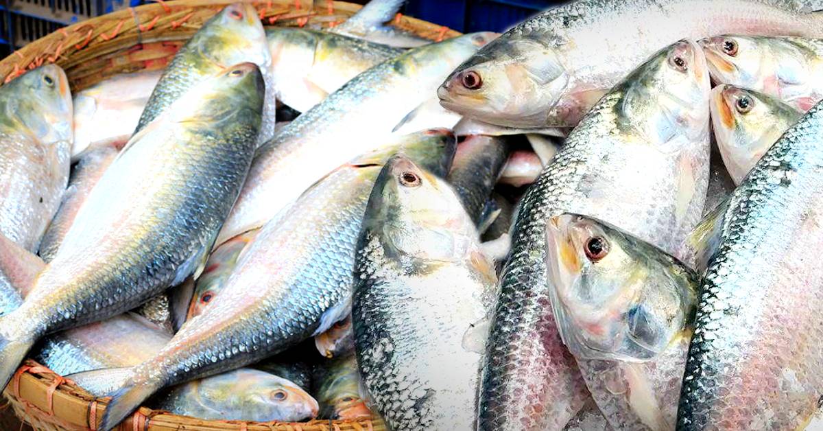 Ilish online selling Raw and cooked hilsa fish