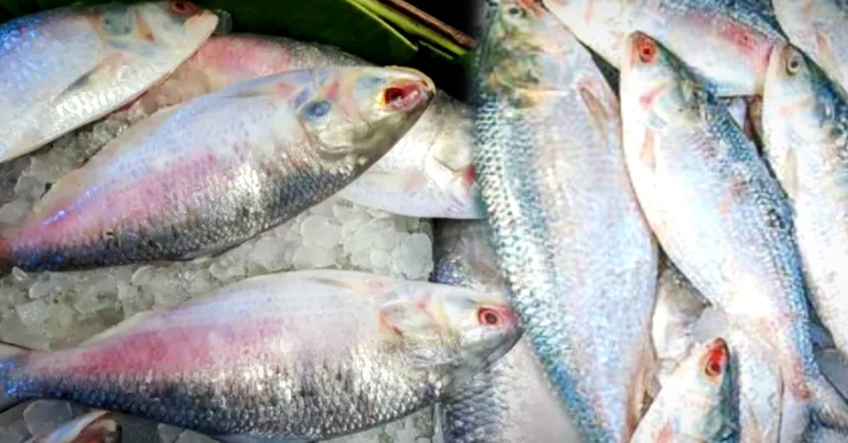 Hilsa Fishunavailable due to weather conditions Bengali foodies disappointed