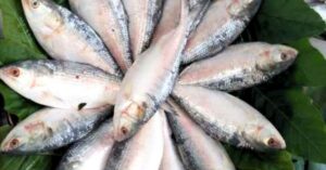 Hilsa Fish Gujarat is meeting the demand for Hilsa in West Bengal