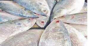  Hilsa Fish worth 5 lakh looted in Shantipur traders face charges