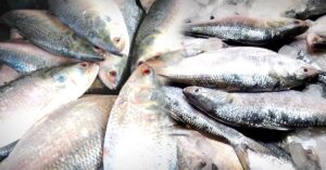 Hilsa Fish is not seen in Rupnarayan river