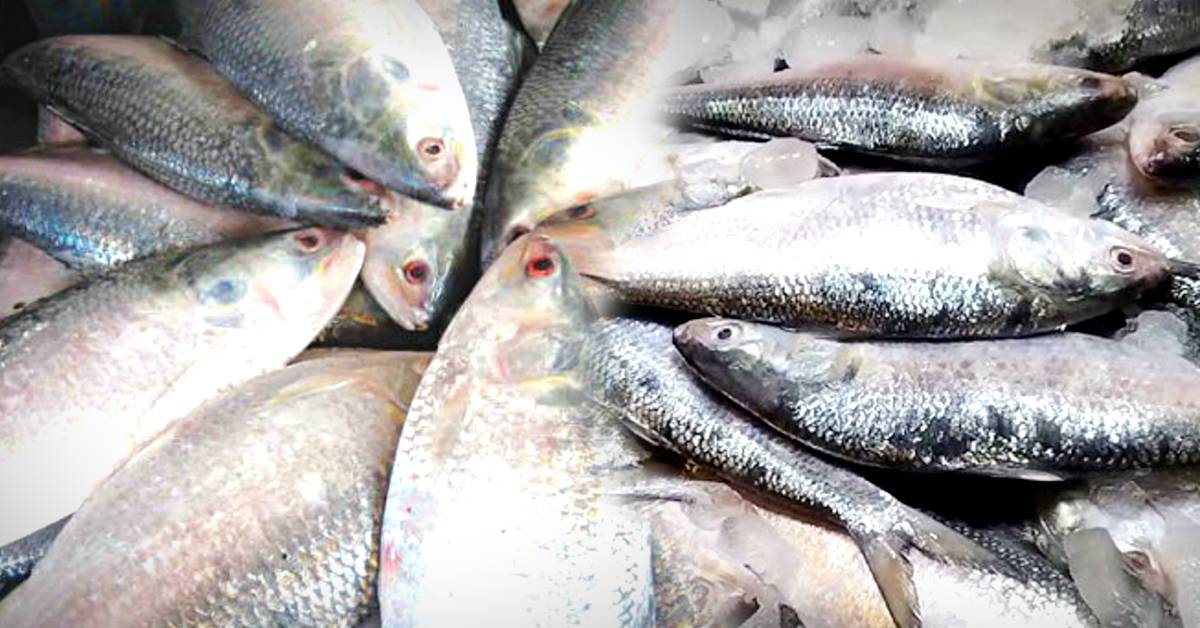 Hilsa Fish is not seen in Rupnarayan river