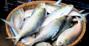 Hilsa Fish shocking prices of in Bengal