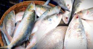 Hilsa Fish not seen in the market Kolkata is satisfying its taste with some other fish