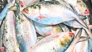 Hilsa Fish not seen in the market Kolkata is satisfying its taste with some other fish