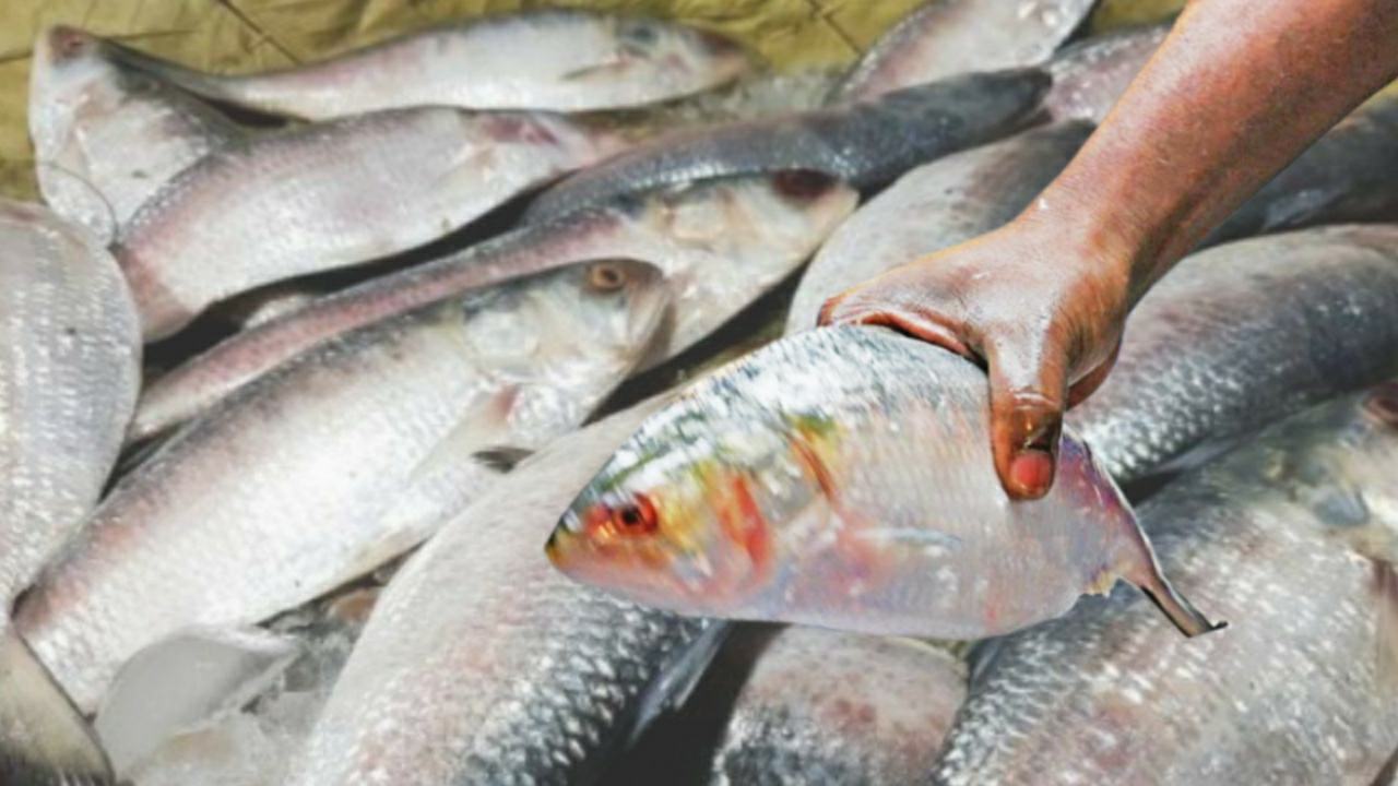 How to identify real and fake hilsa fish