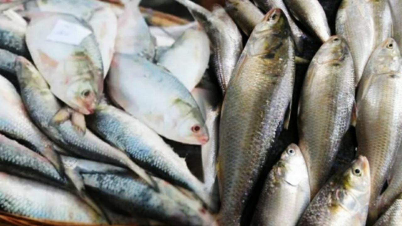 Huge amount of hilsa fish caught recently