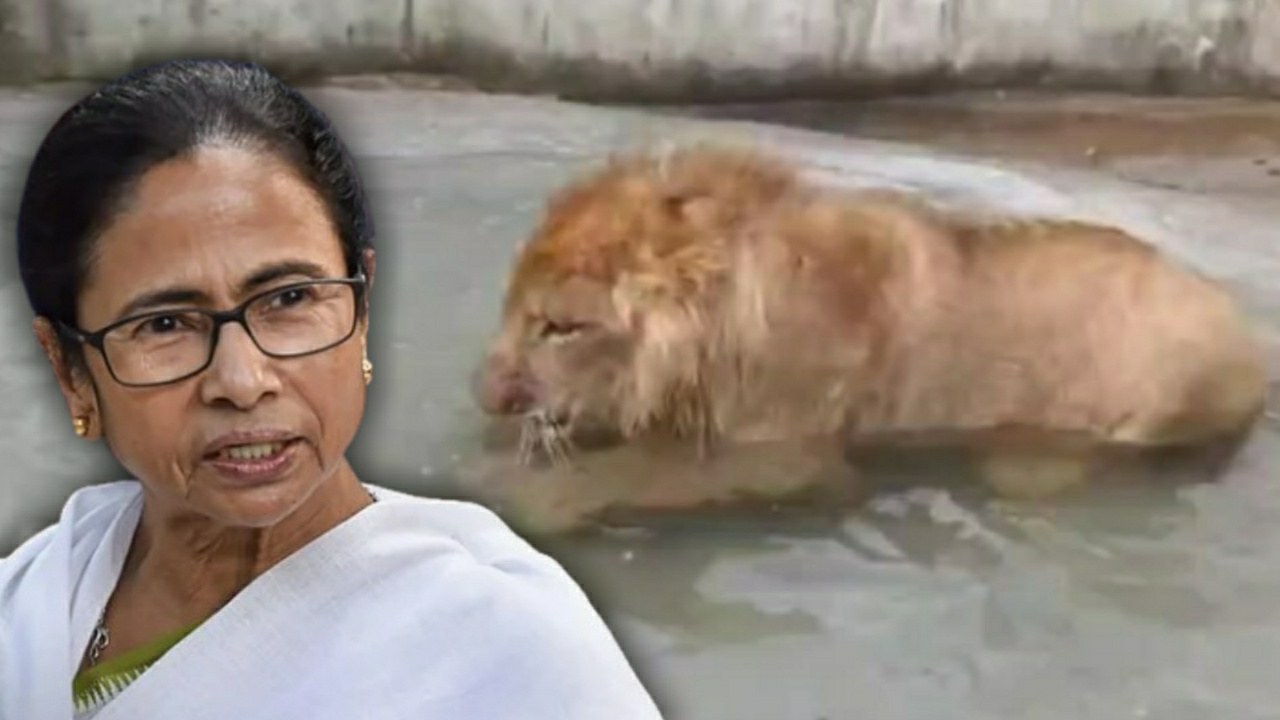 Lioness of Bengal Safari Park become a mother again