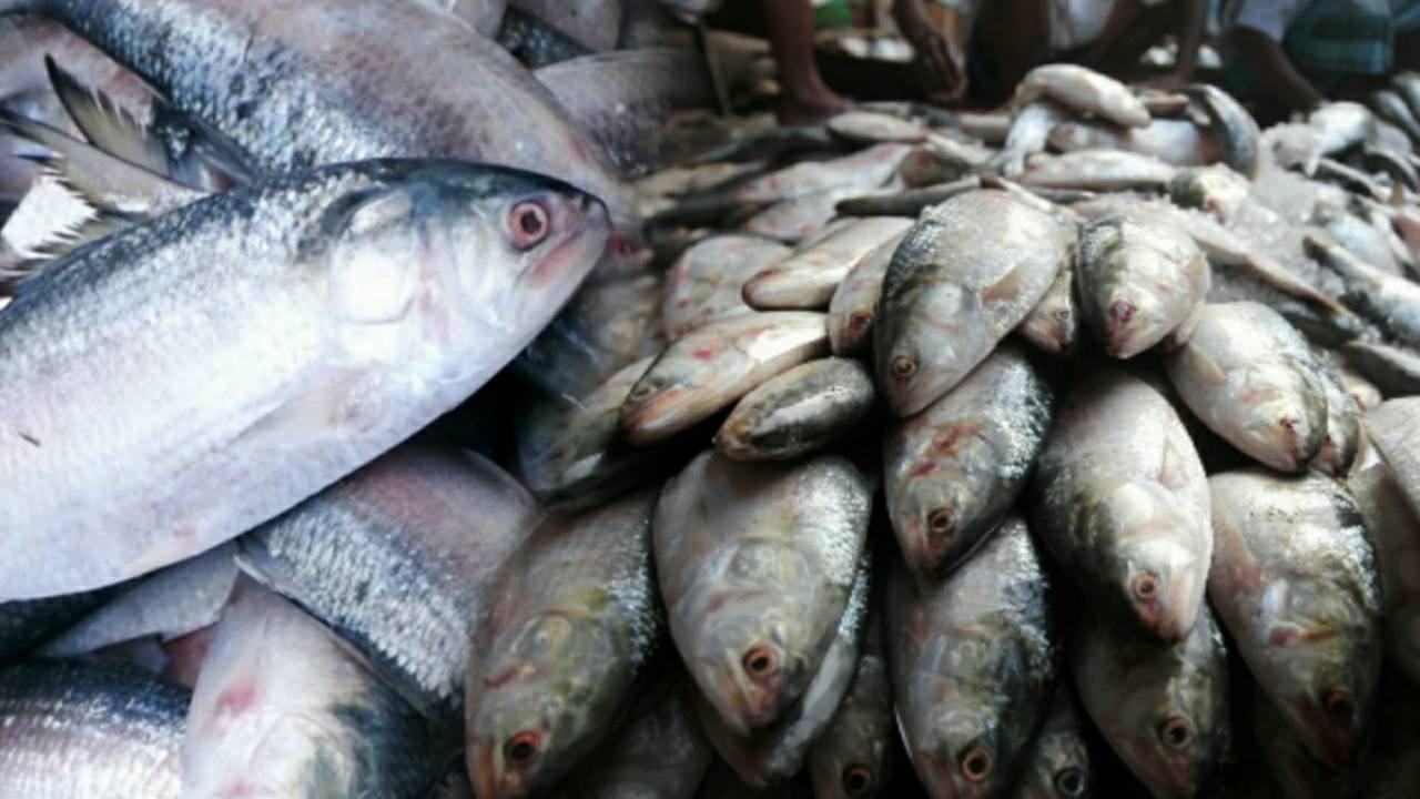 Fresh Hilsa fish in unavailable due to these reasons