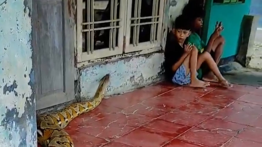 Viral video of an anaconda and two children are shocking netizen