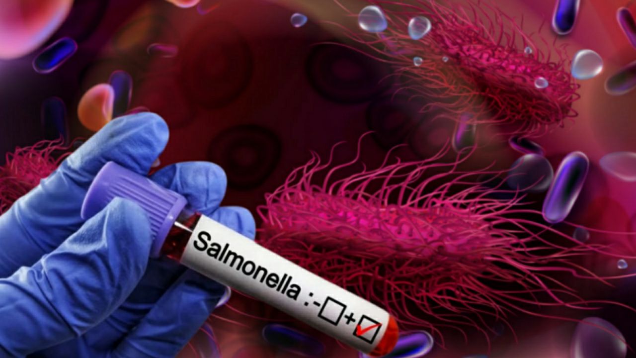 Salmonella infection from tomato is increasing