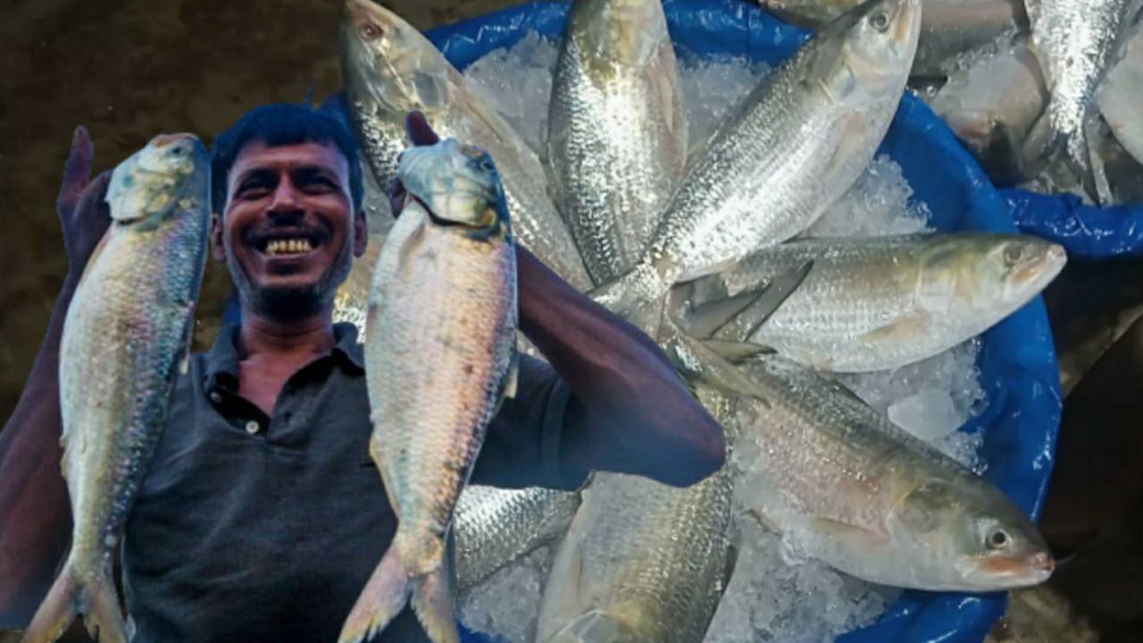 Will padma hilsa fish be available in West Bengal this pujo