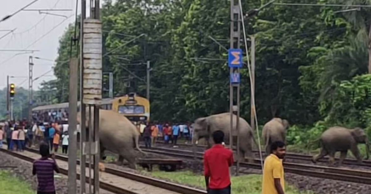 Jhargram a herd of elephants on the railway line all killed by an express train in night