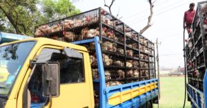  Jhargram Chicken prices may increase broiler chicken traders warning