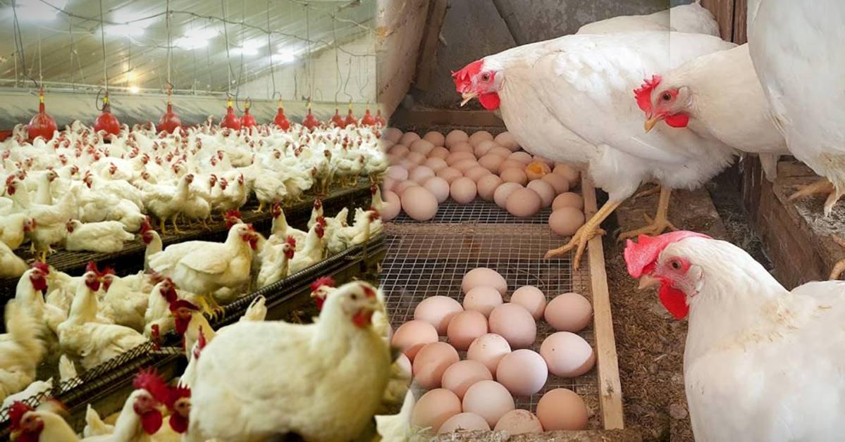 Jhargram Chicken prices may increase broiler chicken traders warning