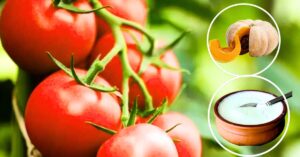 Cooking Tips Chef Sanjeev Kapoor share 3 tomato substitute for Indian cuisine 