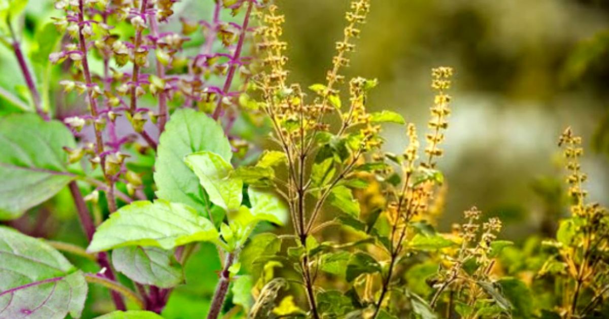 Tulsi Tree know the right rules for planting a basil plant at home
