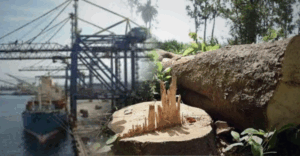 Kolkata Port accused of illegal tree cutting