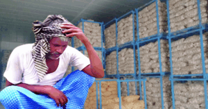 Potato prices hit farmers