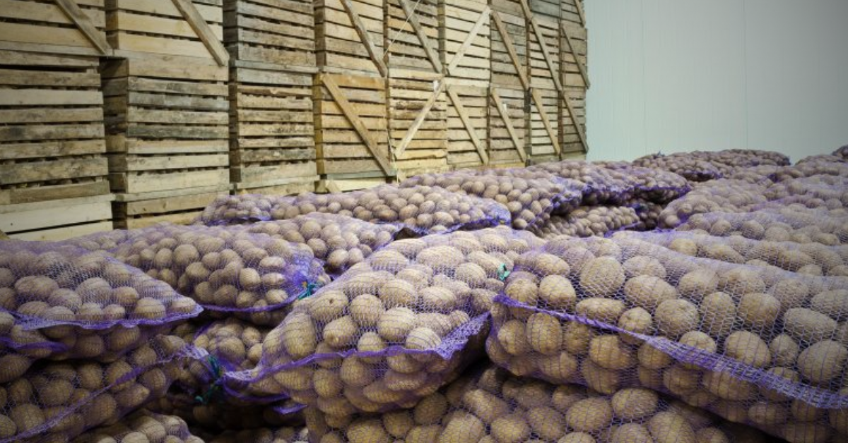 Potato prices hit farmers