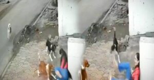 Viral Video four dogs attacked a young woman walking on the street what happened next