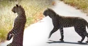 Viral Video a leopard stans just like a human shocked netizens