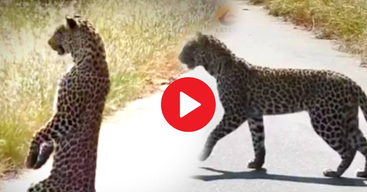 Viral Video a leopard stans just like a human shocked netizens