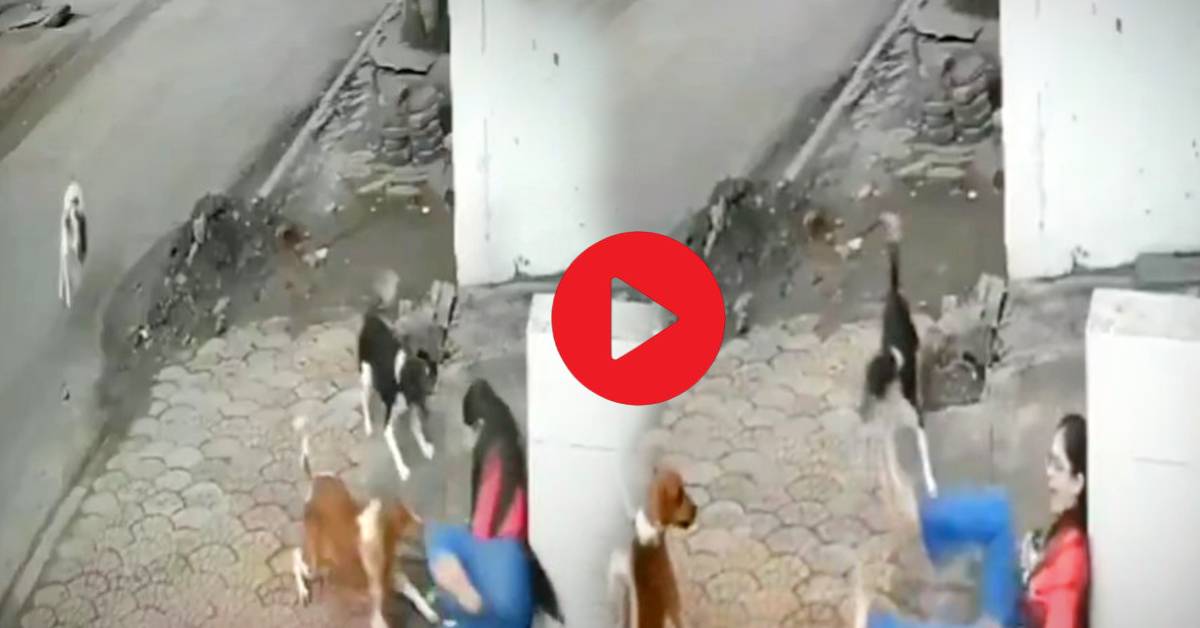 Viral Video four dogs attacked a young woman walking on the street what happened next